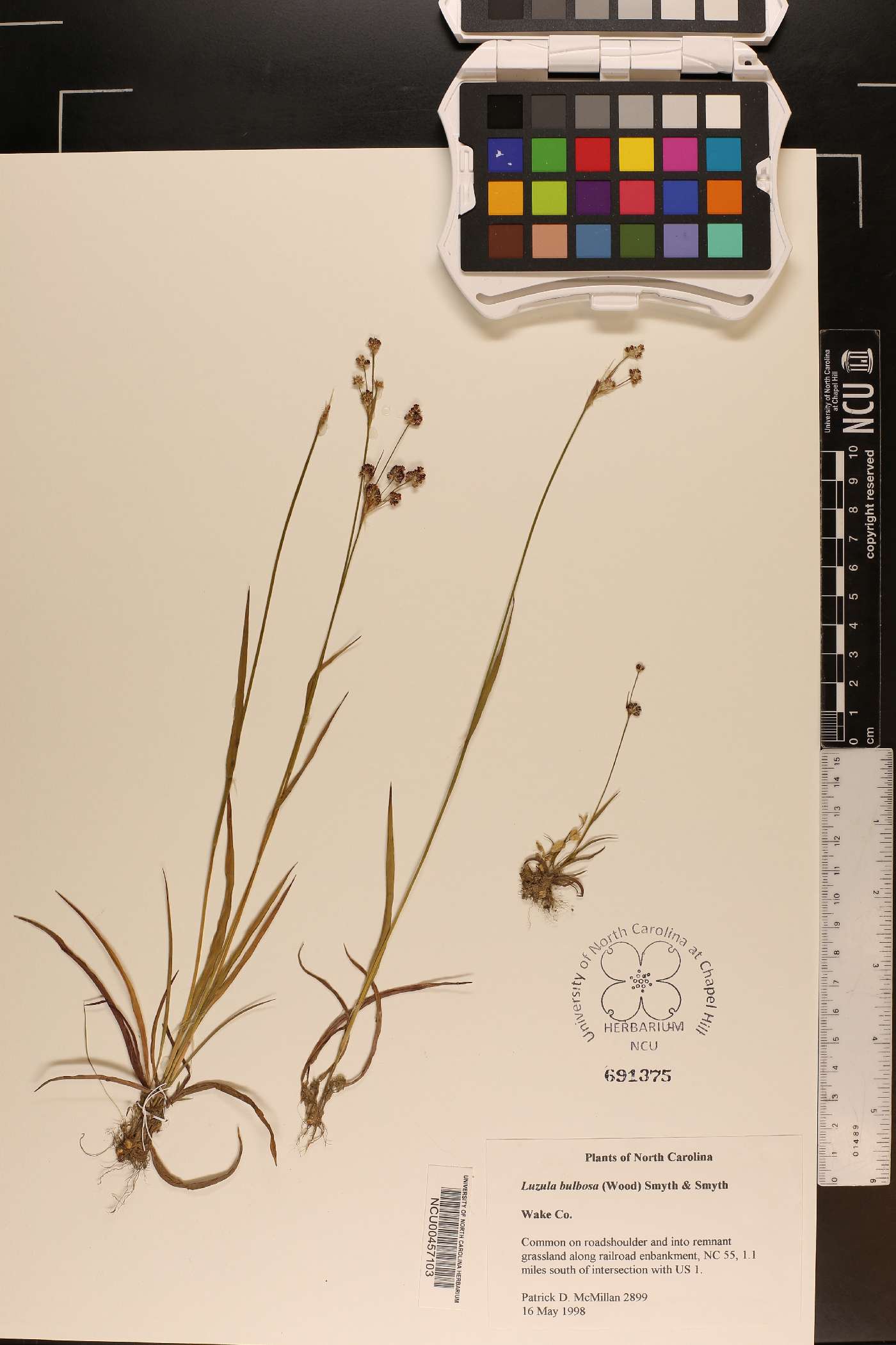 Luzula bulbosa image