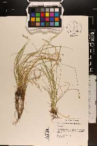 Carex bromoides image