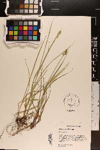Carex austrina image