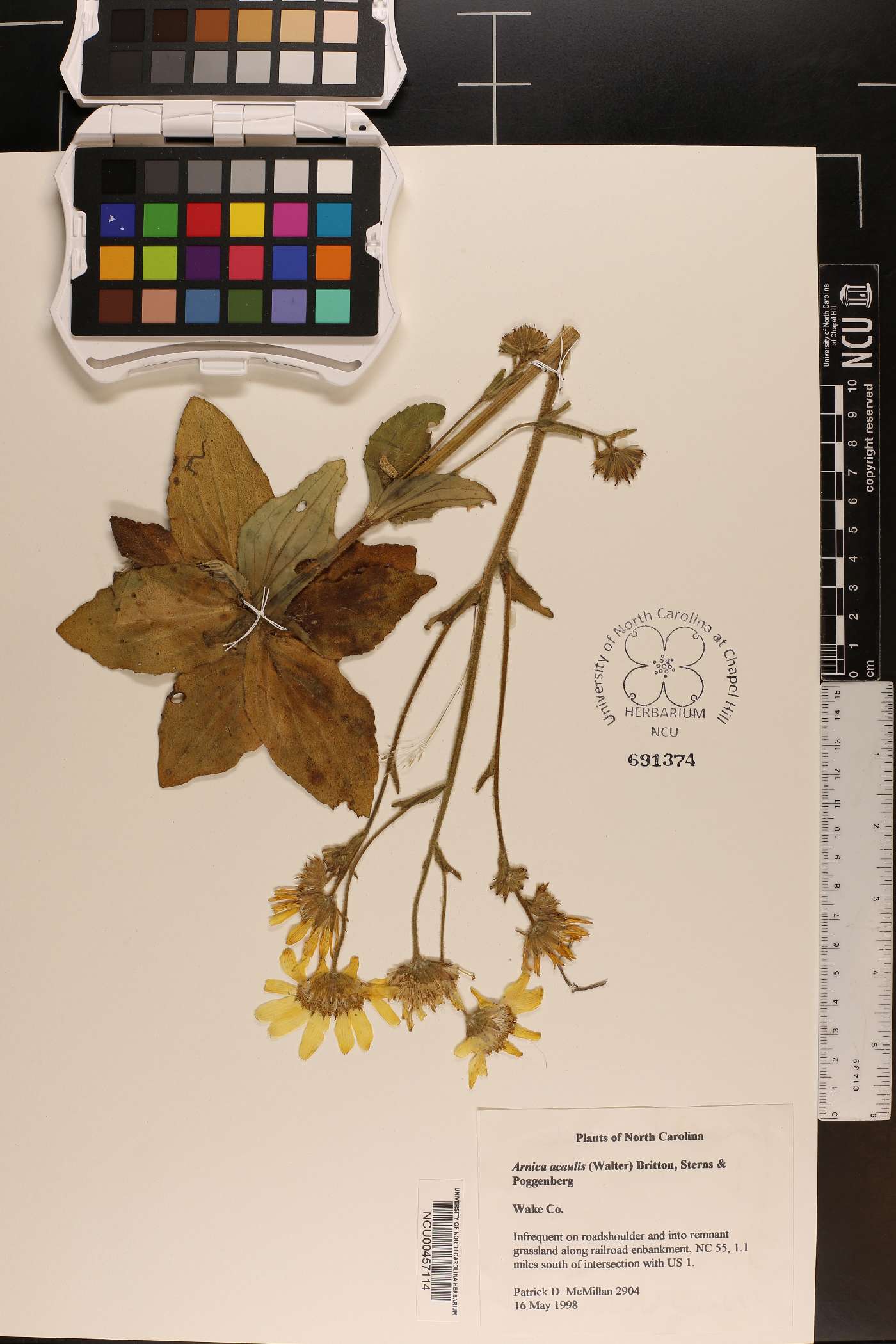 Arnica acaulis image