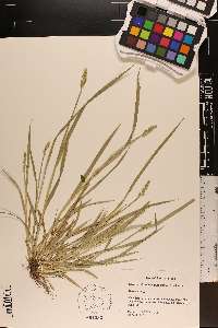 Carex laevivaginata image