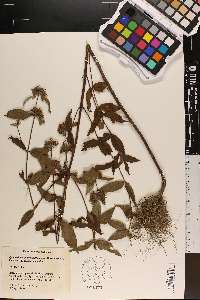 Pycnanthemum pycnanthemoides image