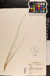 Eleocharis tuberculosa image