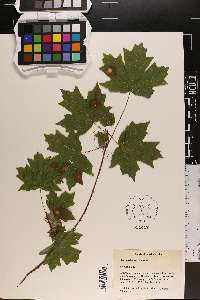 Acer barbatum image