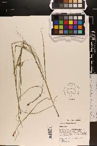 Scleria muehlenbergii image