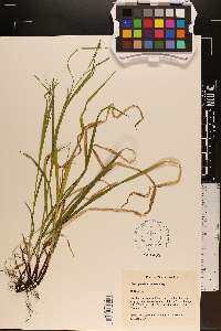 Carex prasina image