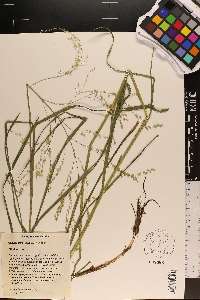 Glyceria laxa image