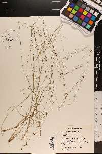 Rhynchospora gracilenta image