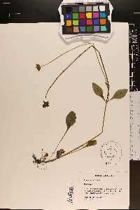 Coreopsis auriculata image