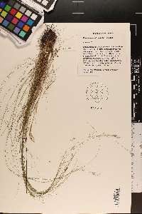 Rhynchospora stenophylla image