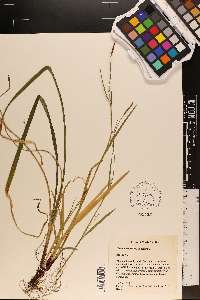 Carex purpurifera image