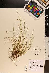 Carex emmonsii image