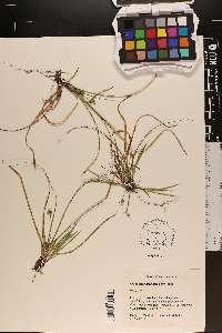 Carex nigromarginata image