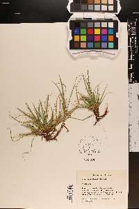 Carex tonsa image