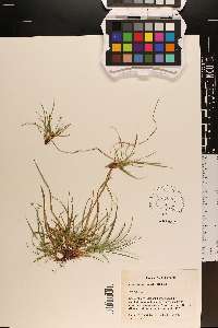 Carex tonsa image