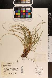 Carex rugosperma image