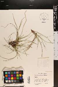 Carex umbellata image