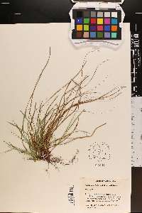 Carex umbellata image