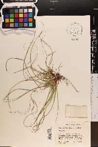 Carex umbellata image