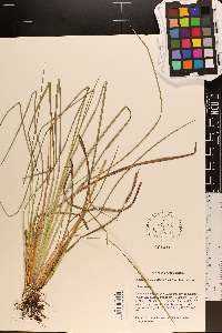 Andropogon capillipes image