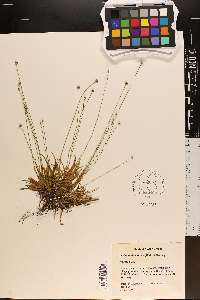 Lachnocaulon anceps image