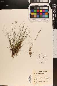 Eleocharis microcarpa image