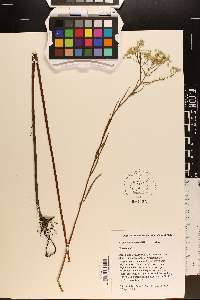 Eupatorium leucolepis image
