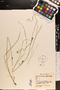 Rhynchospora leptocarpa image