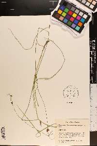 Rhynchospora leptocarpa image