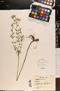 Eupatorium recurvans image
