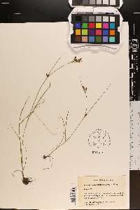 Rhynchospora scirpoides image