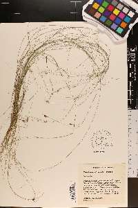 Rhynchospora stenophylla image