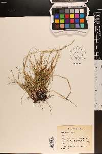 Carex emmonsii image