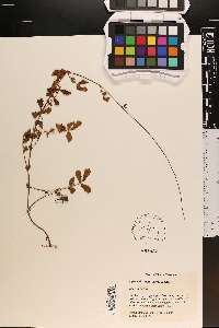 Agrimonia incisa image