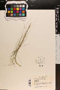 Rhynchospora oligantha image