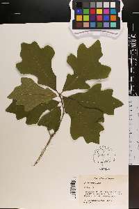 Quercus similis image
