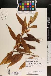 Leucothoe fontanesiana image