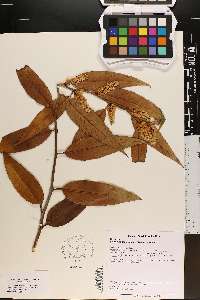 Leucothoe fontanesiana image
