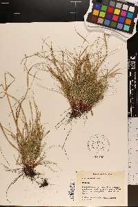 Carex emmonsii image