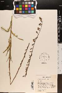 Nabalus autumnalis image