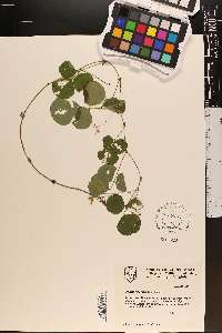 Desmodium rotundifolium image