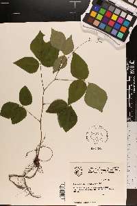 Hylodesmum pauciflorum image