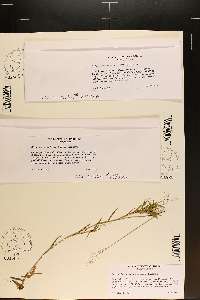 Dichanthelium wrightianum image