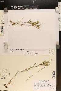 Dichanthelium wrightianum image