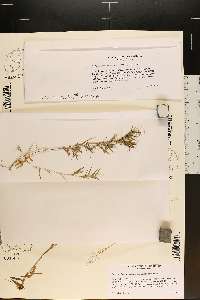 Dichanthelium wrightianum image