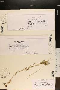 Dichanthelium wrightianum image