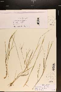 Panicum aciculare image