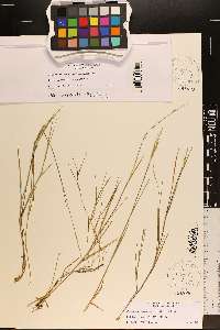 Panicum aciculare image