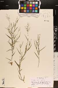 Dichanthelium wrightianum image