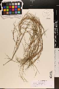 Panicum aciculare image